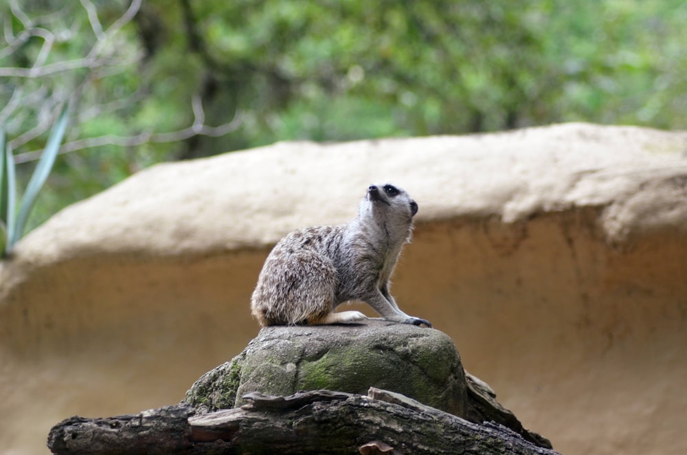 meerkat on rock