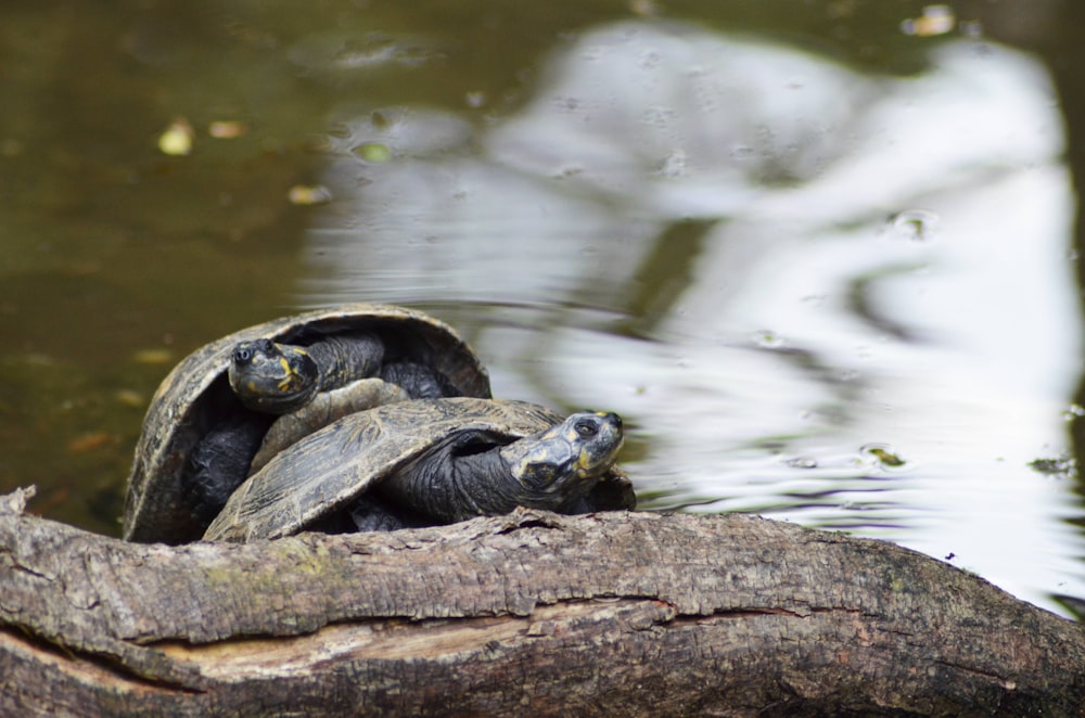 two grey turtles on wooden trunk
