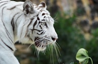Albino tiger