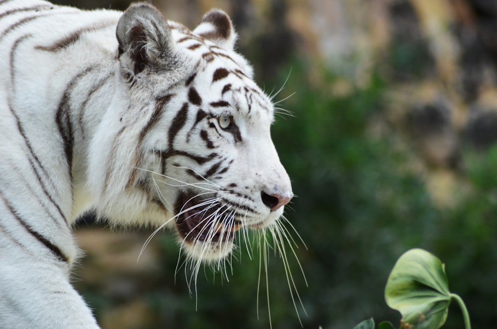 Albino tiger