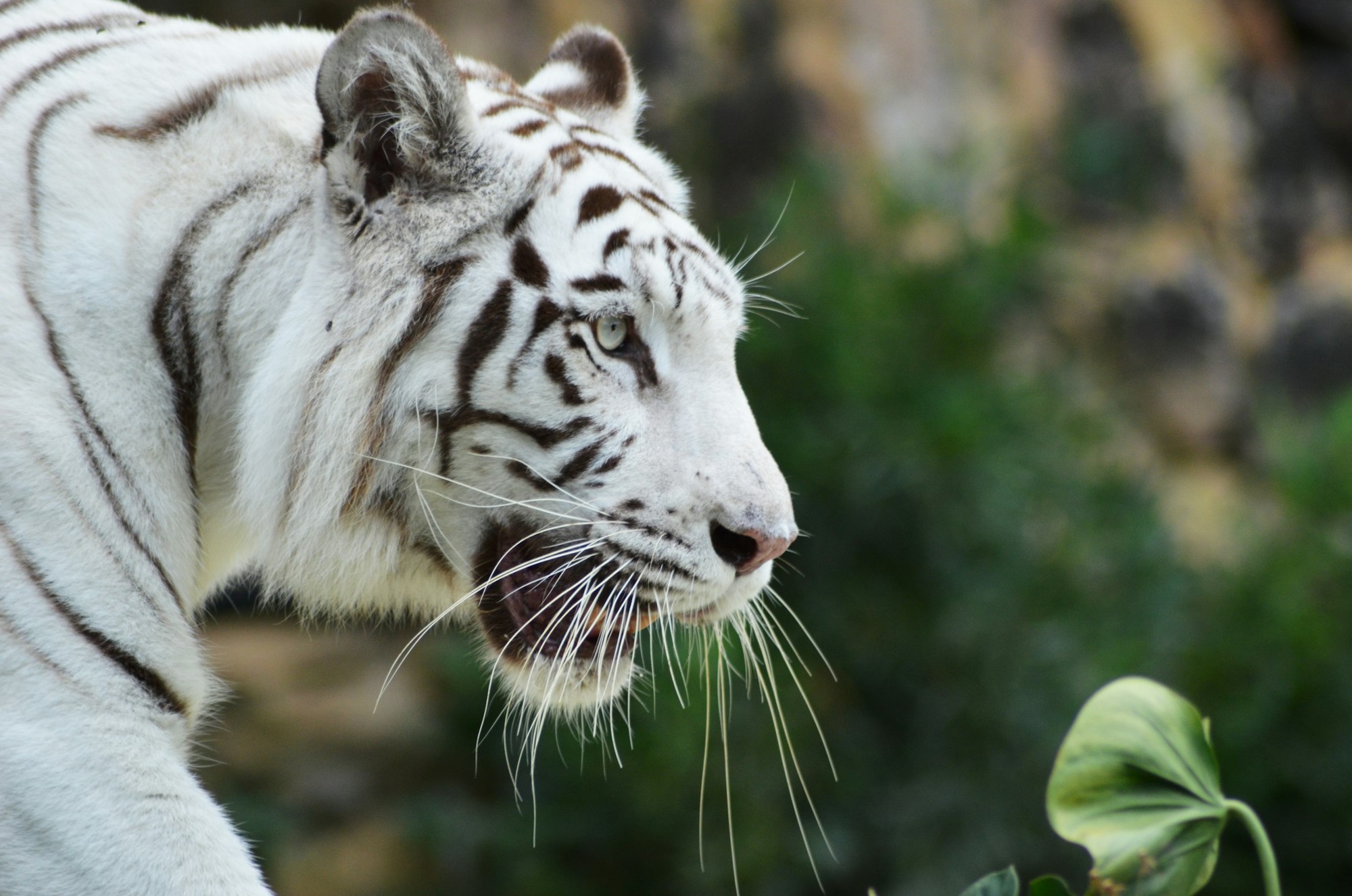 The white tiger