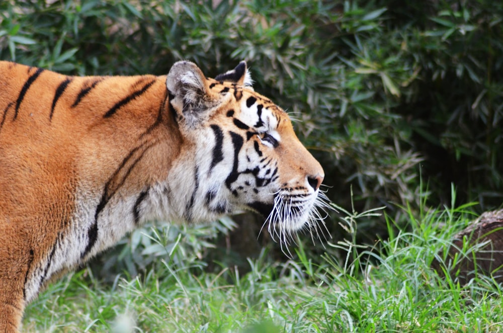 fotografia de close-up adulto do tigre