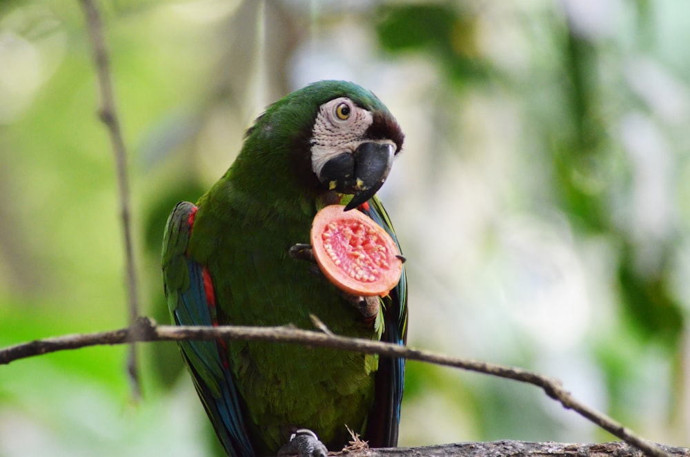 green macaw