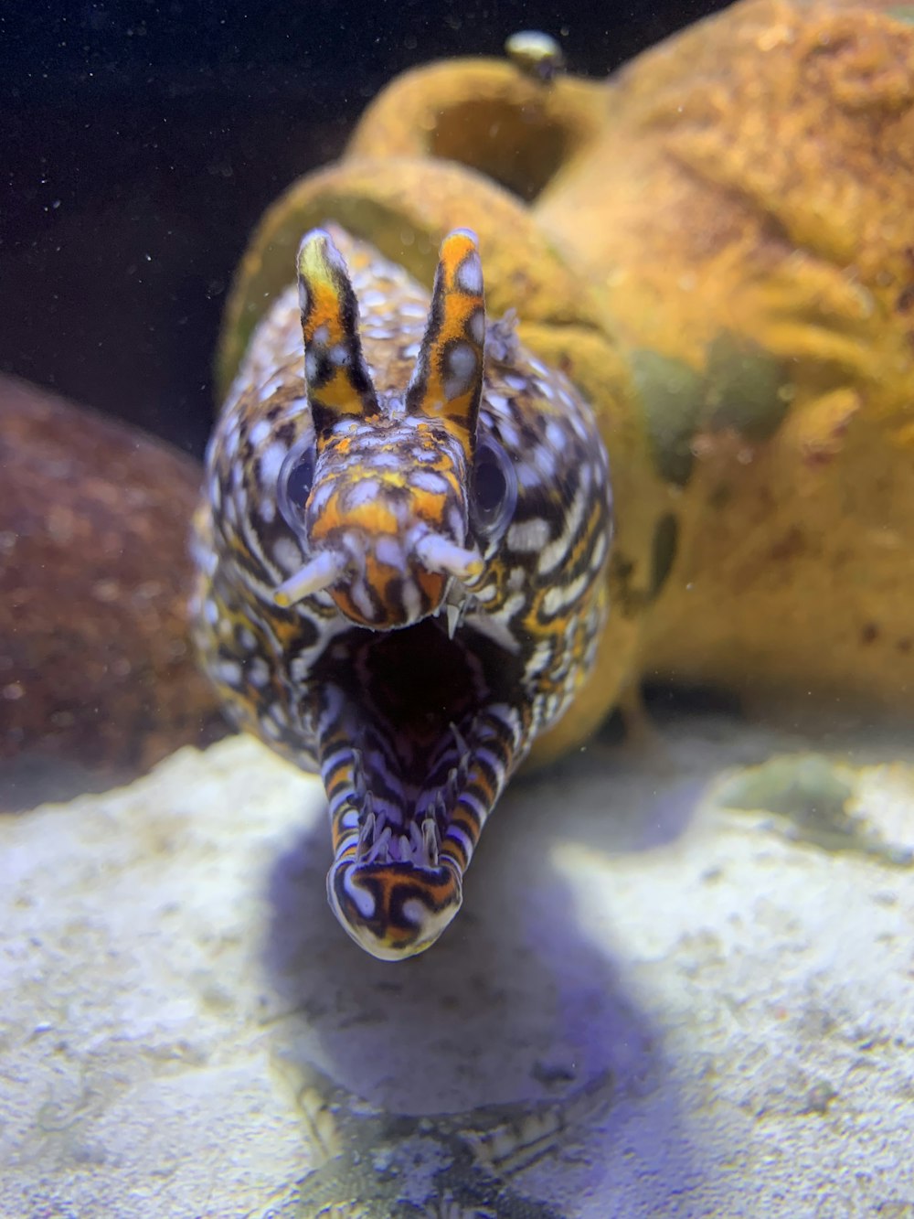 white, brown, and yellow eel in body of water