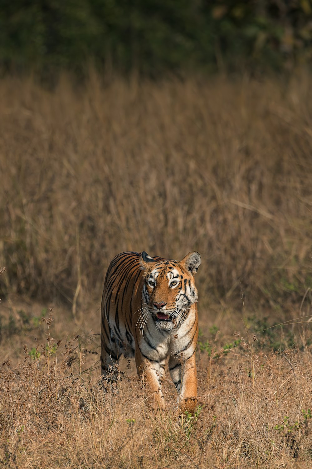 tigre adulta in piedi su campi asciutti