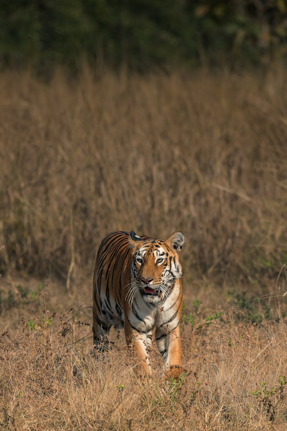 adult tiger standing on dry fields