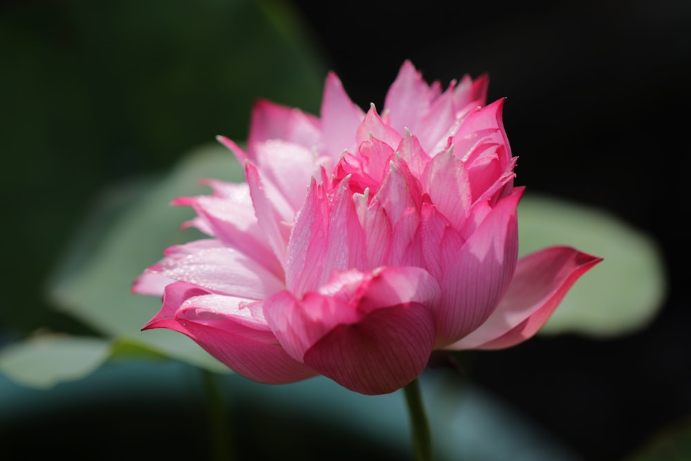 closeup photo of pink petaled flower