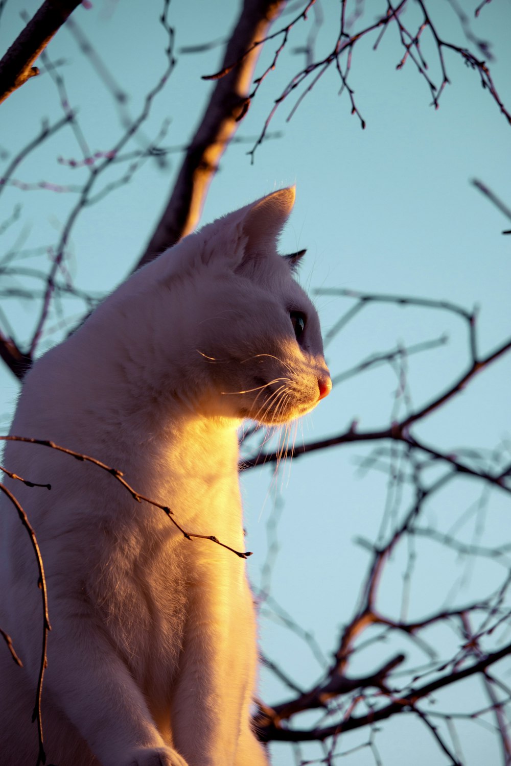 Foto einer weißen Katze mit flachem Fokus