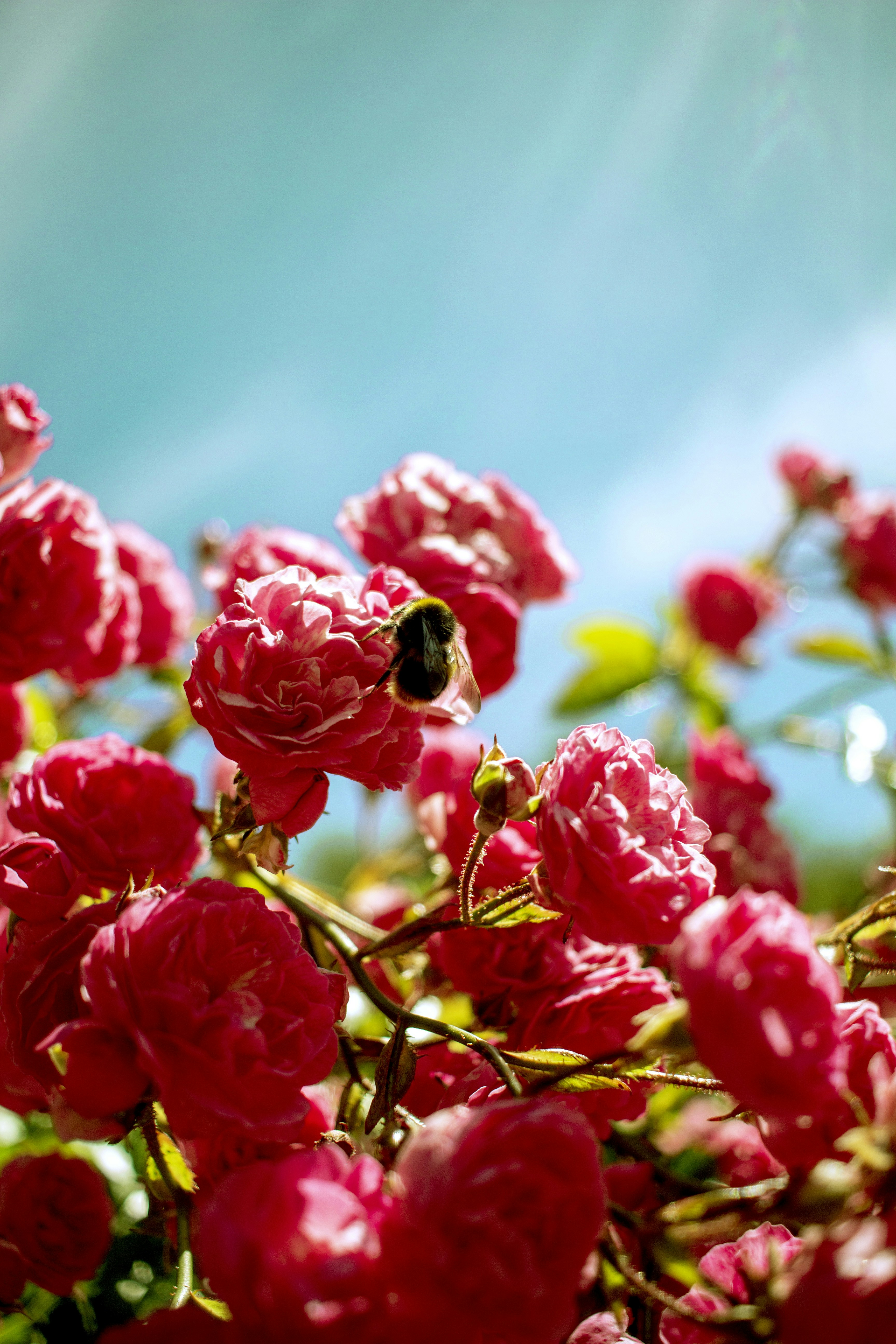 Plantes à fleurs à pétales rouges photo – Image gratuite de Nouvelle ...