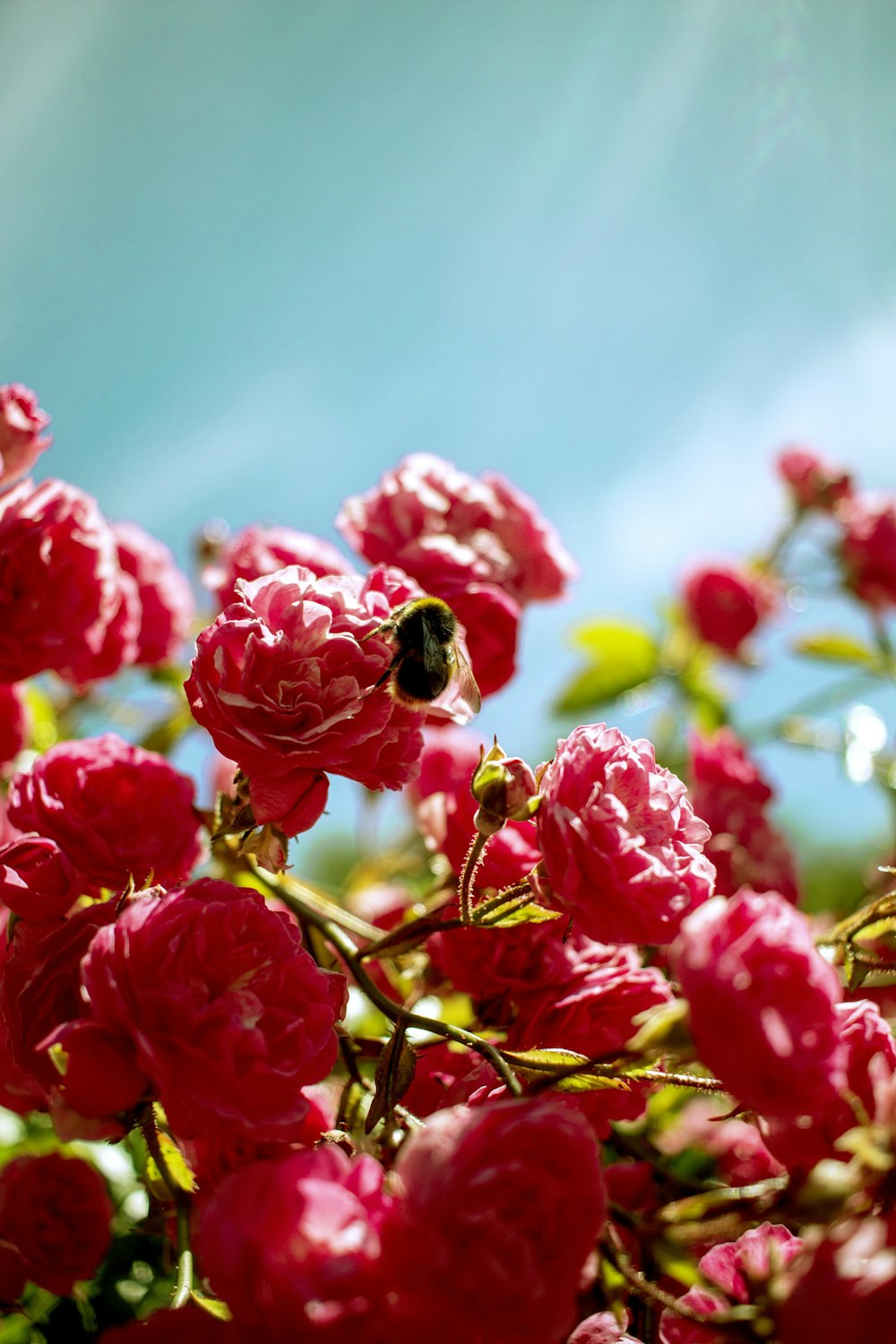 red petaled flower plants