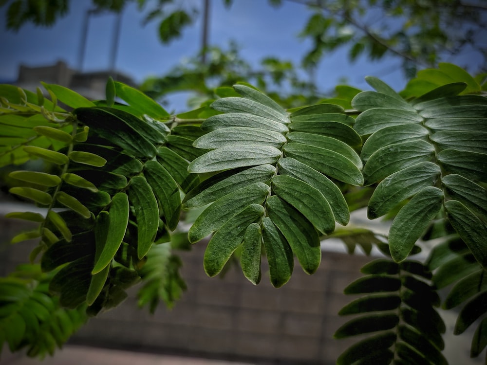 green-leafed plant