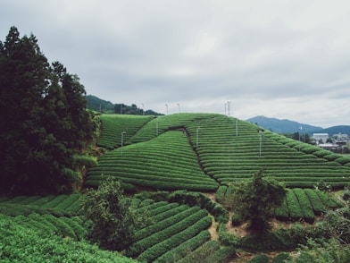 green mountain near trees