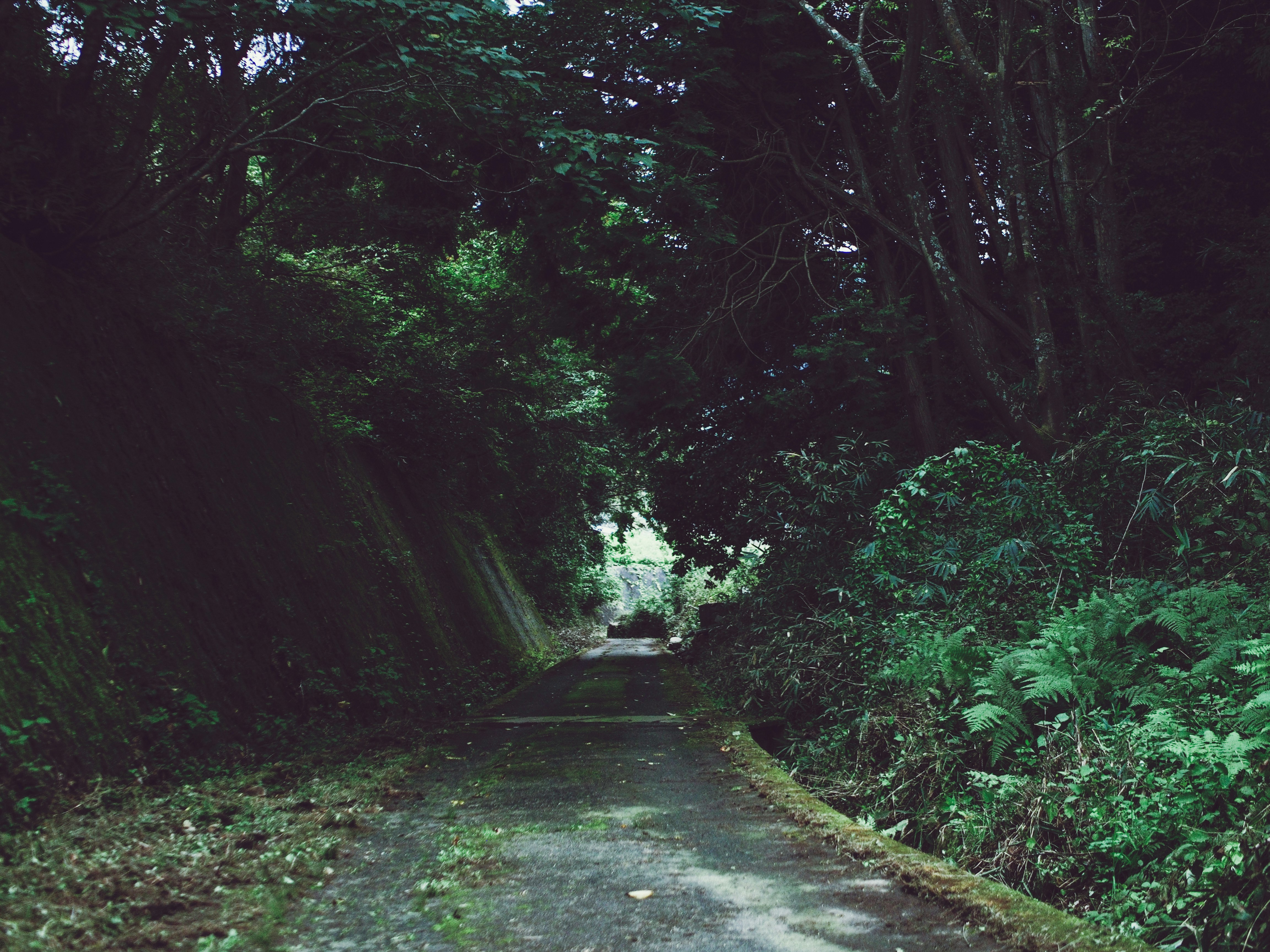 concrete pathway under tree tunnel