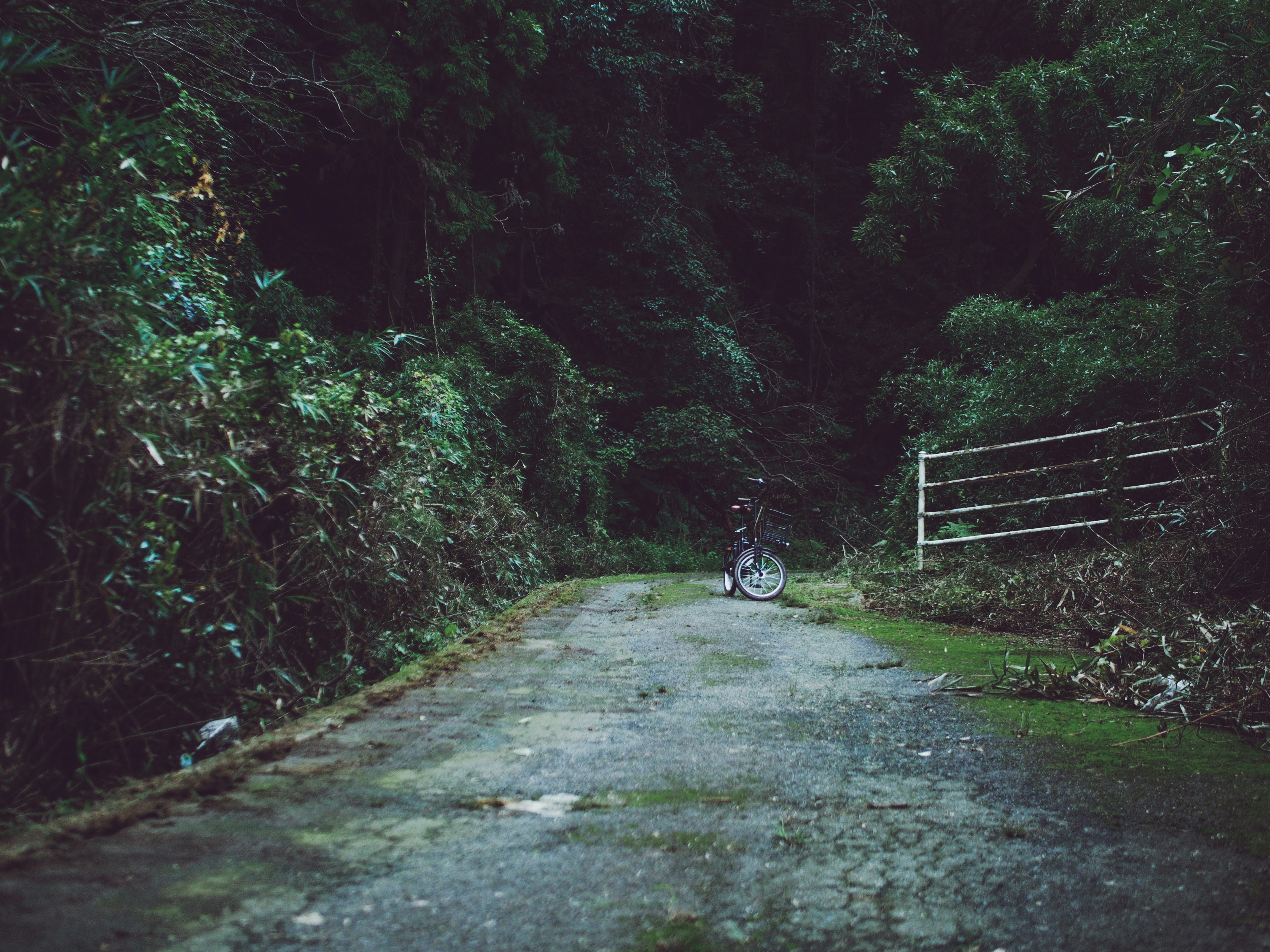 bike park between trees