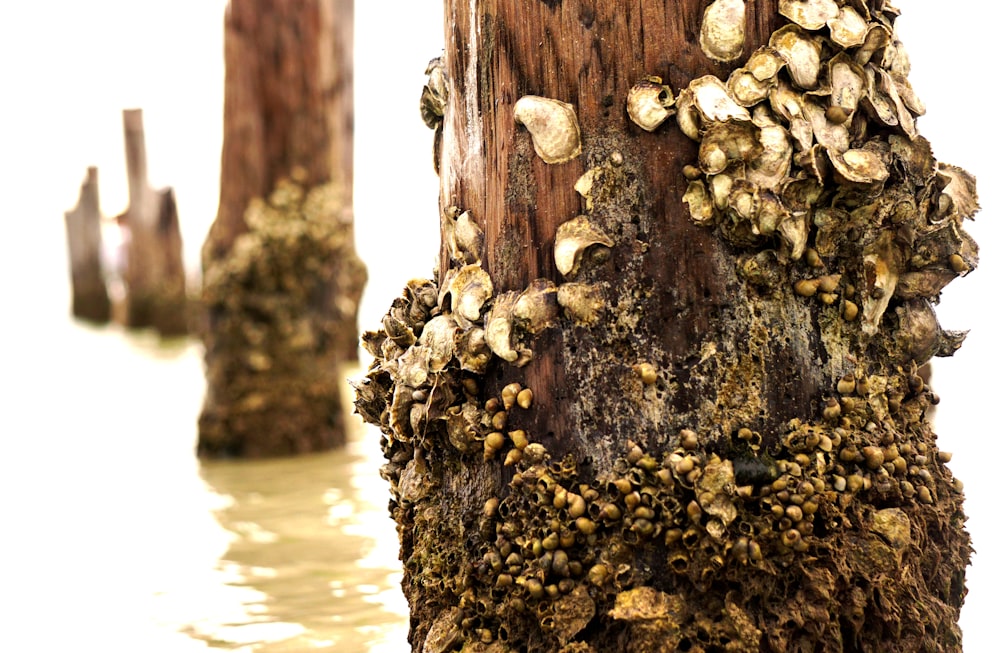 wooden posts with barnacles