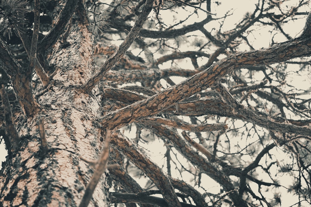 bare tree in low angle photo