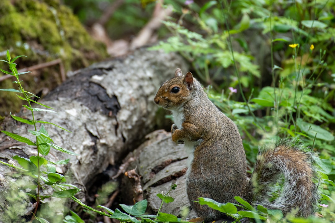 brown squirrel near lying wood log