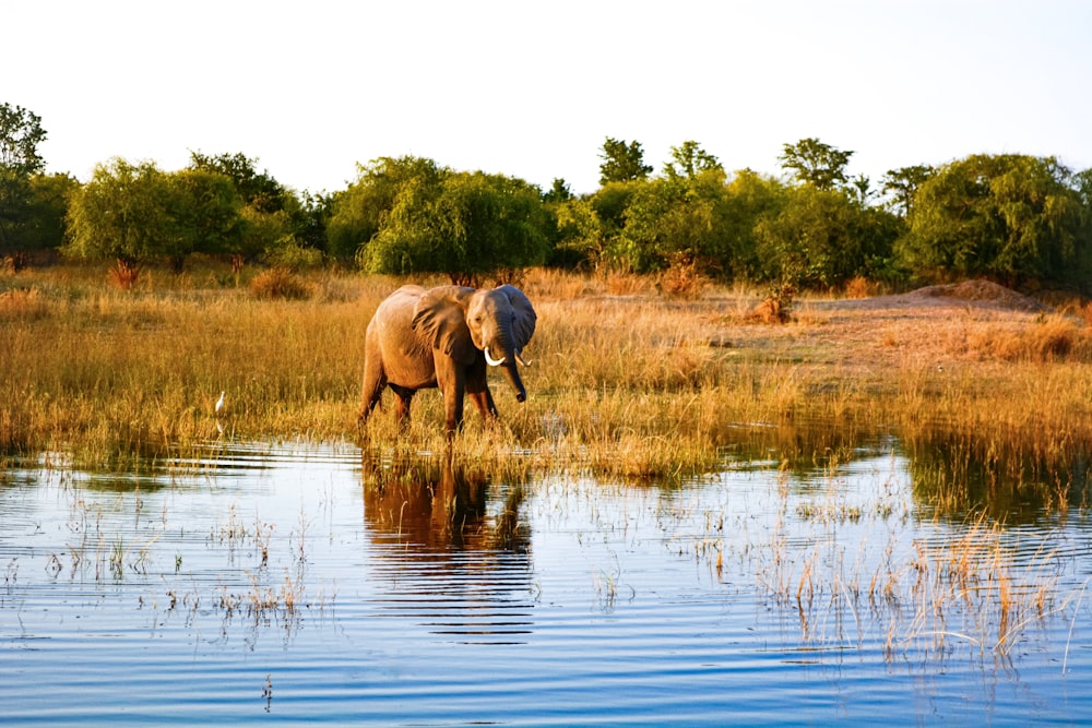 elephant near shore