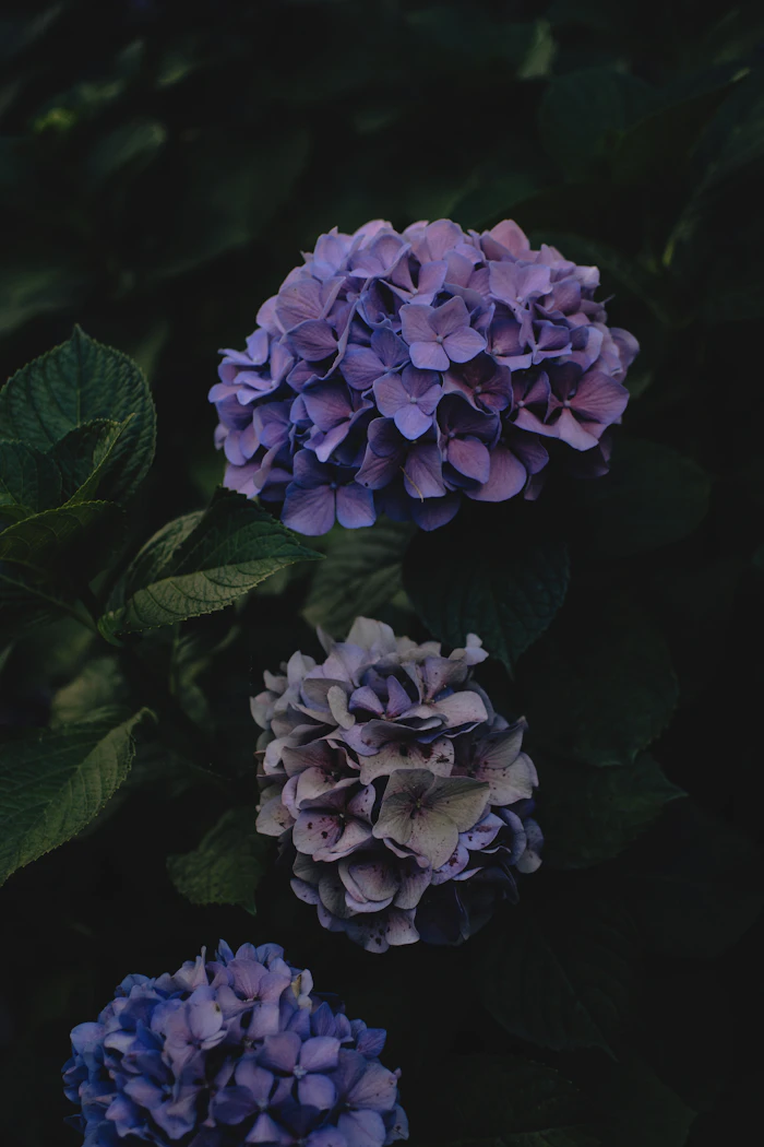 Moody / Dark Romance Wedding aesthetic