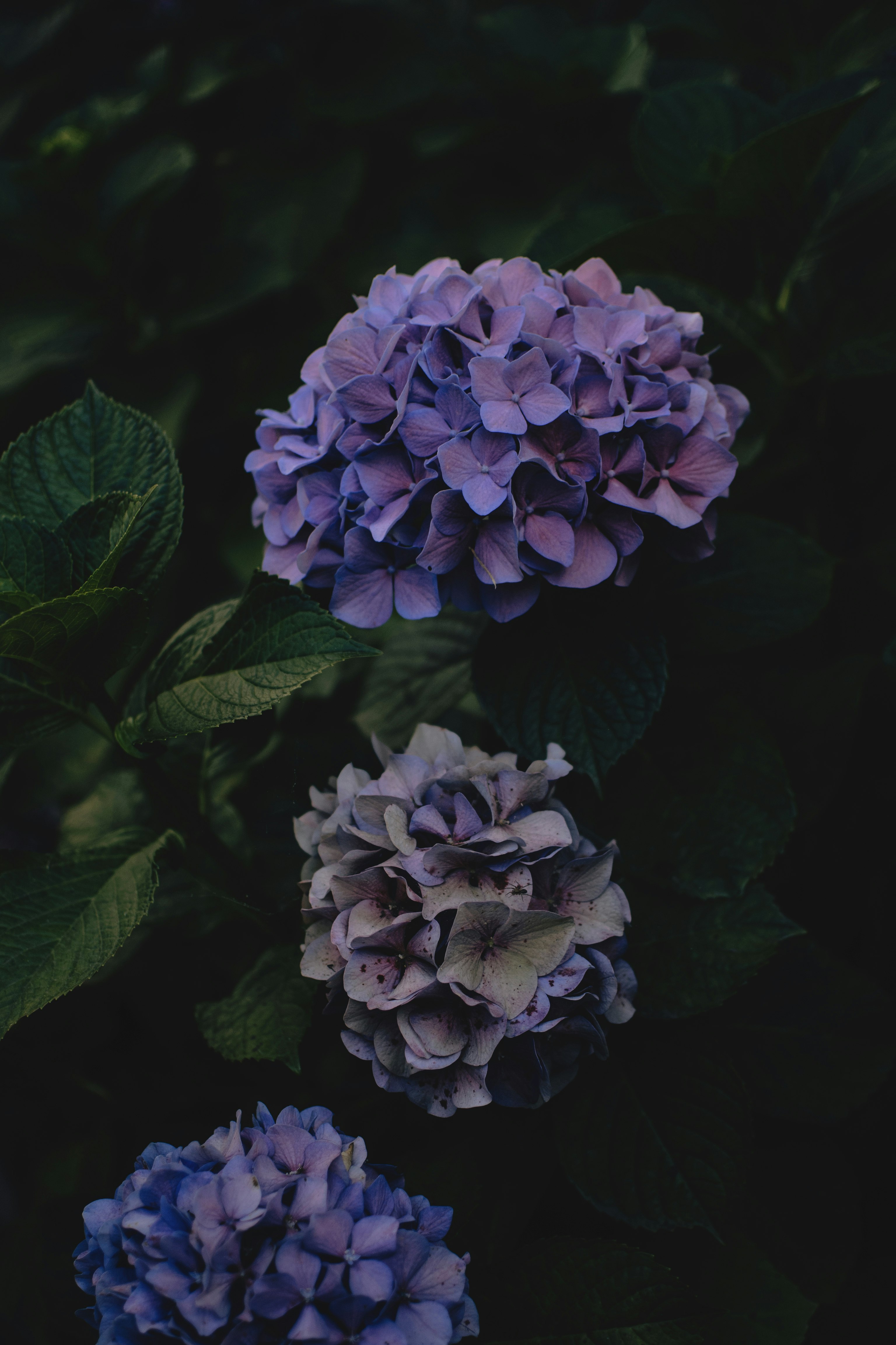 three purple-petaled flowers