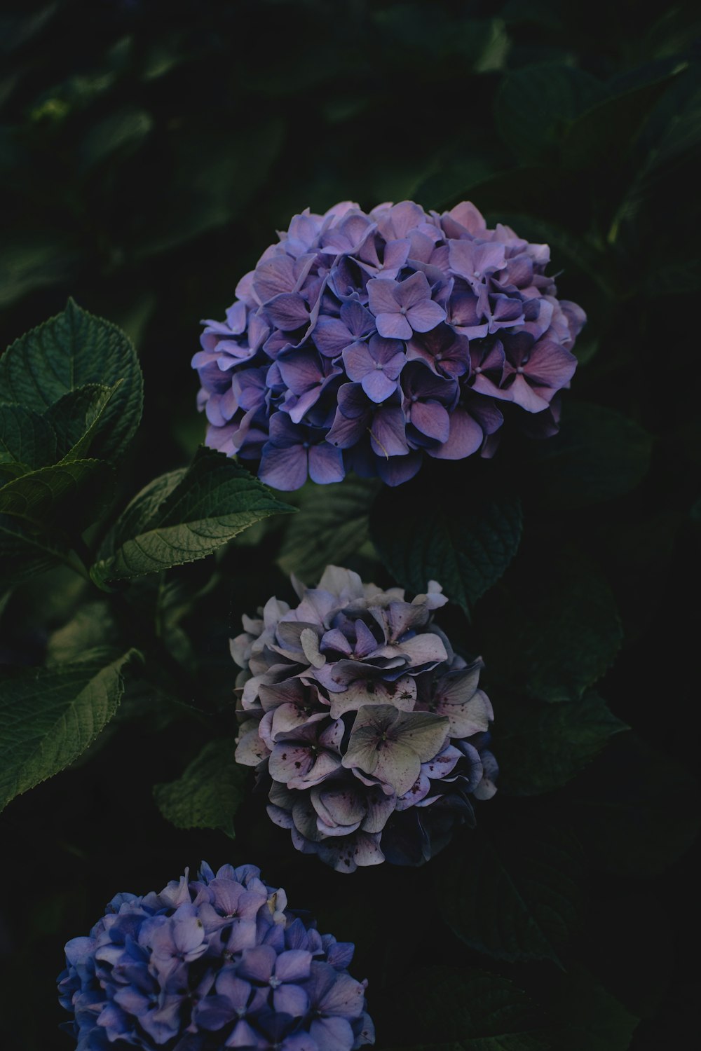 tre fiori dai petali viola