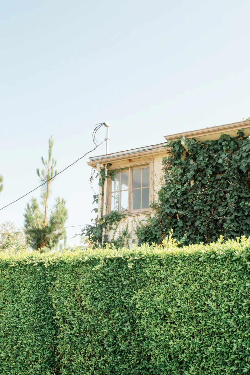 A house behind a tall, closely clipped hedge