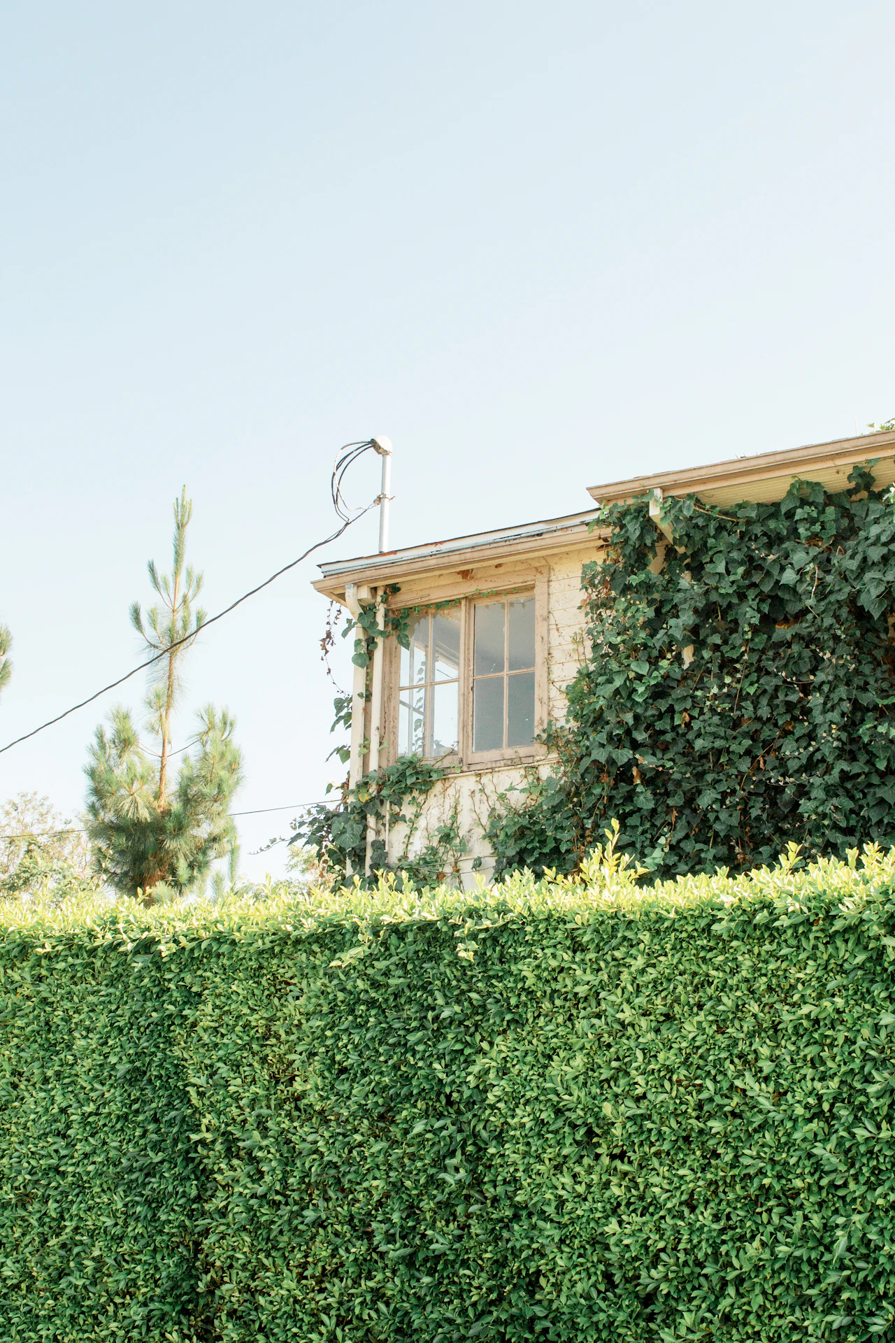 Median & Roadside Greenery