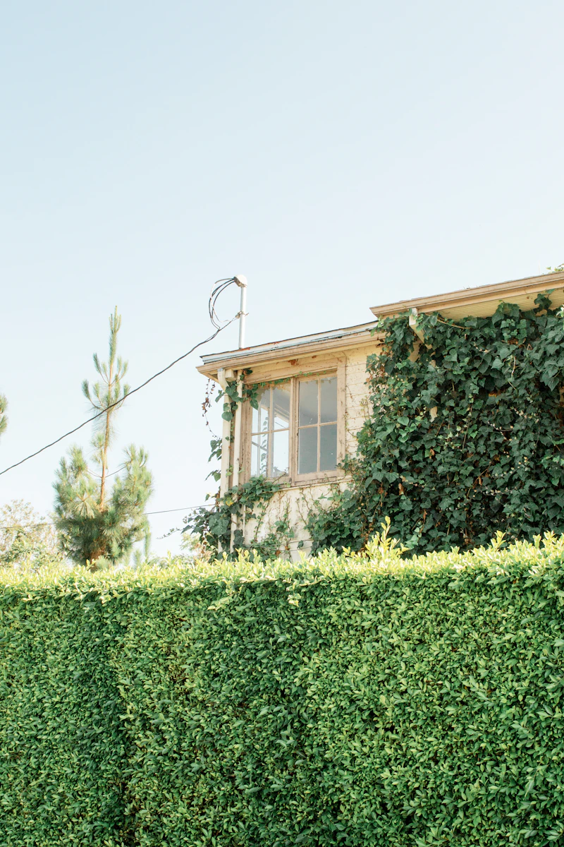 Neatly trimmed hedge in front of a San Angelo home