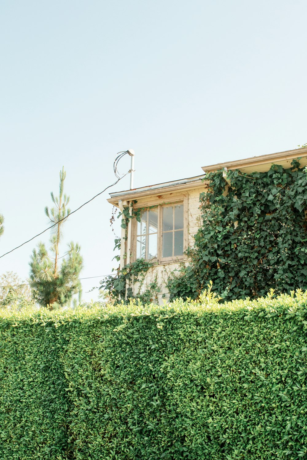 a house with a large hedge in front of it