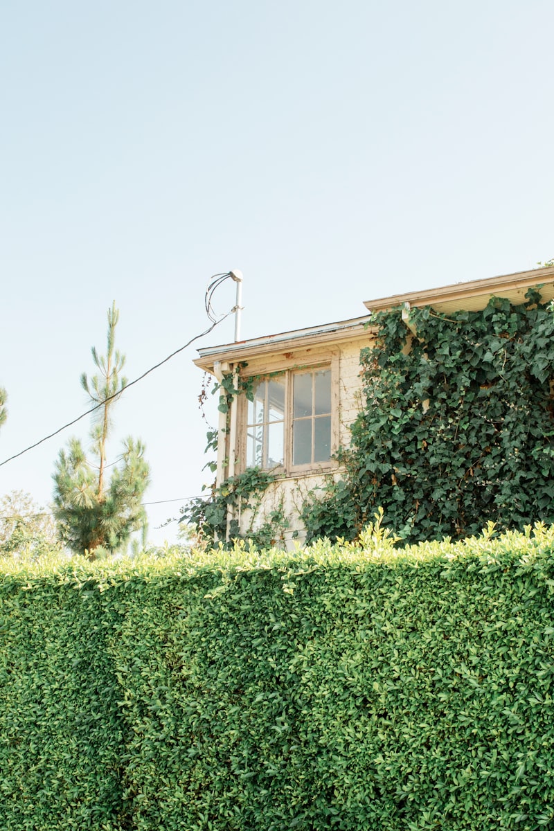 Shrub Trimming