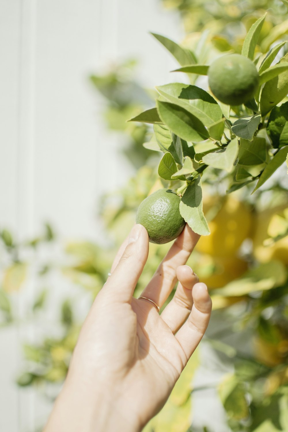 person wearing round green fruit