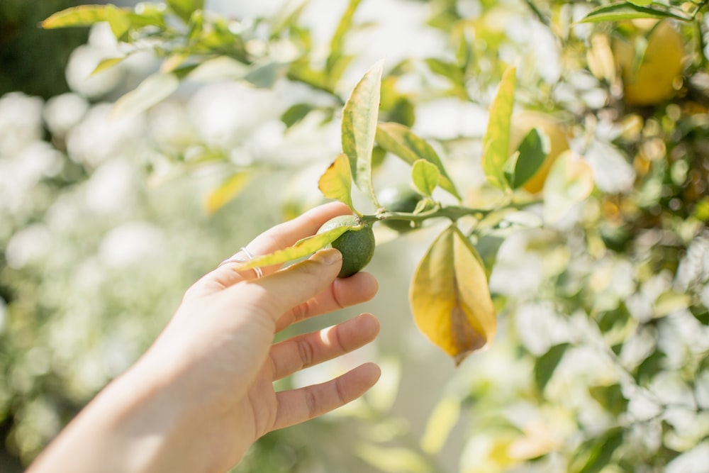 selective focus photography of round green fruit