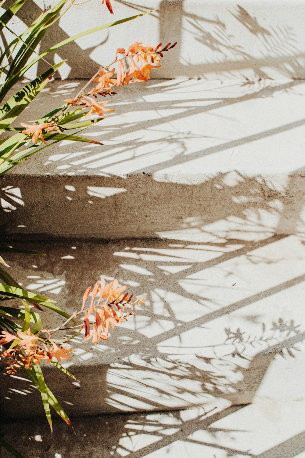 beige petaled flower plant near stairs