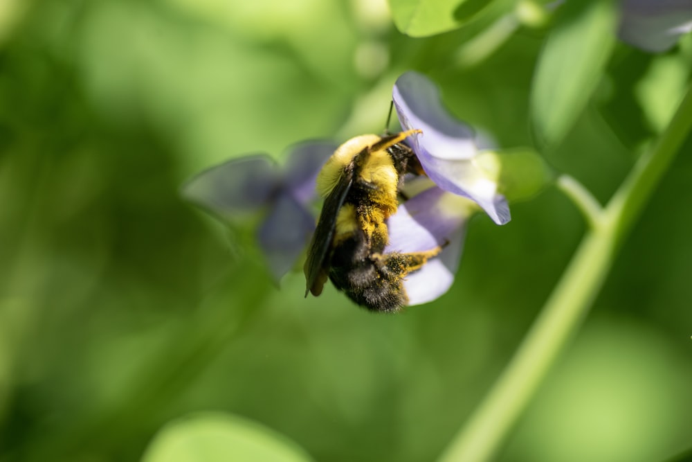 bee sipping petal of flower at daytime