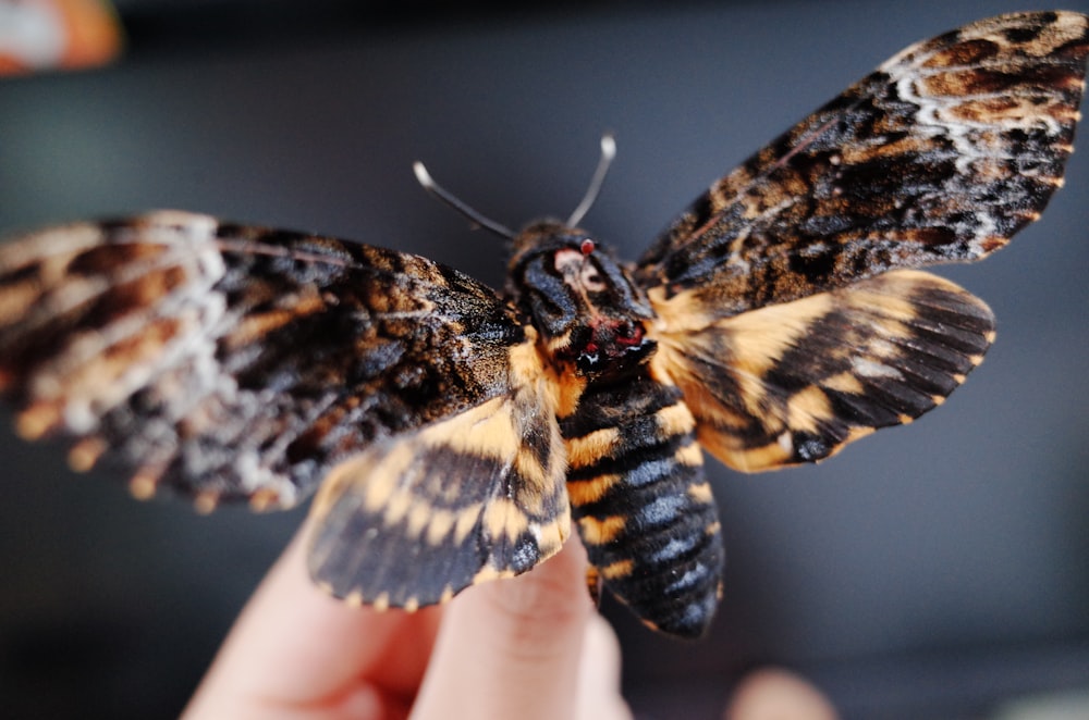 brown and black moth