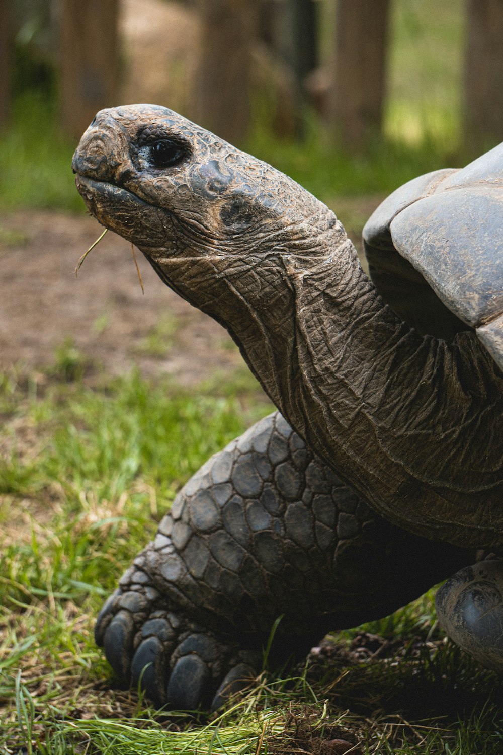 brown turtle