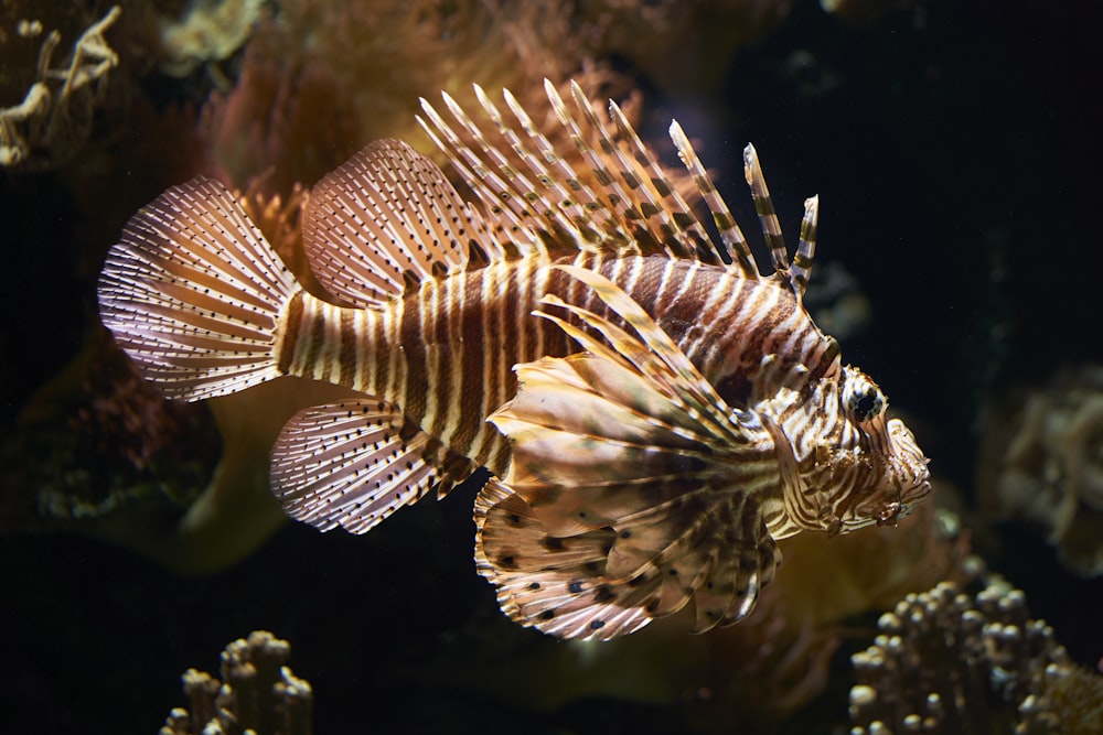 brown and yellow lionfish