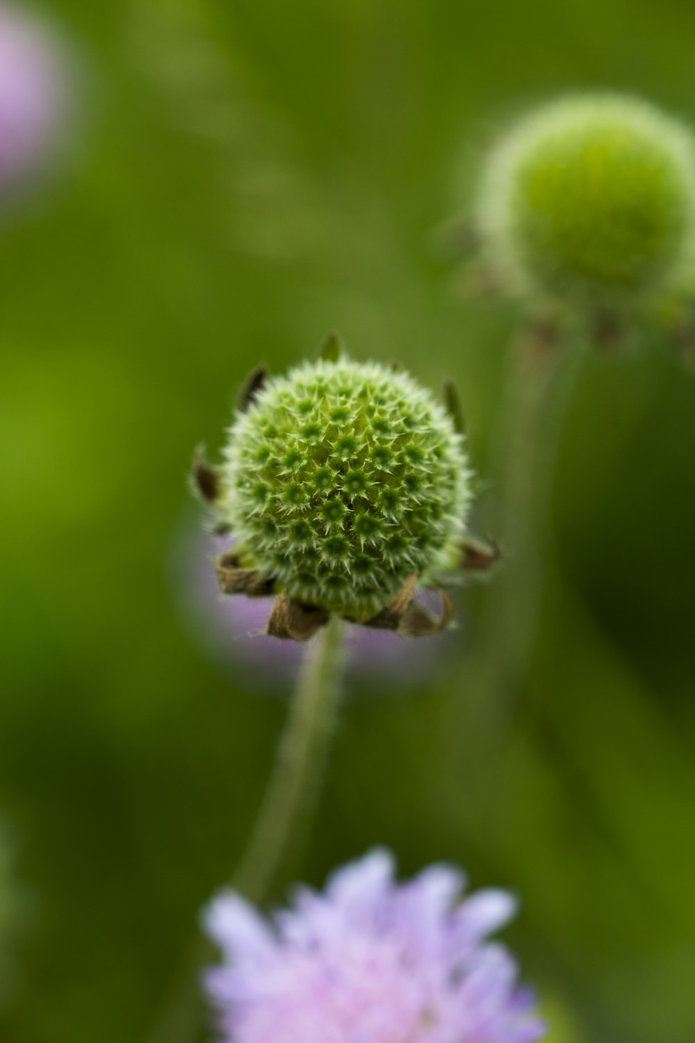 Foto mit flachem Fokus einer grünen Blume