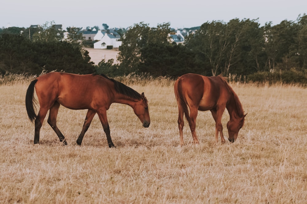 two brown horses grazing on dry grass in a field