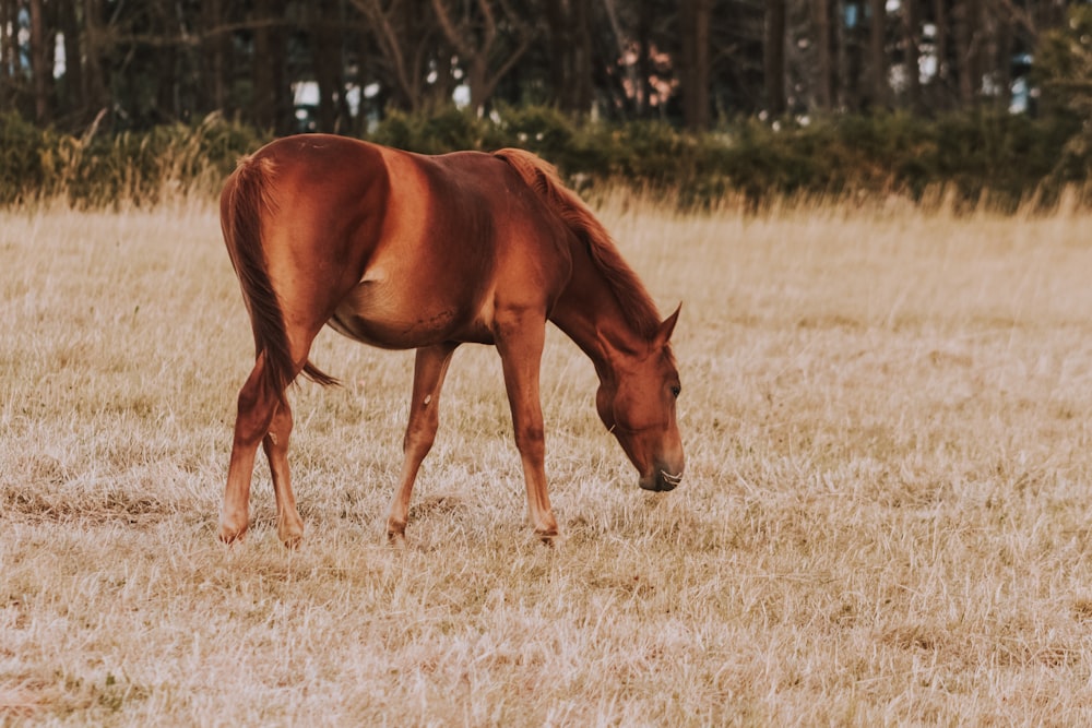 brown horse in pasture