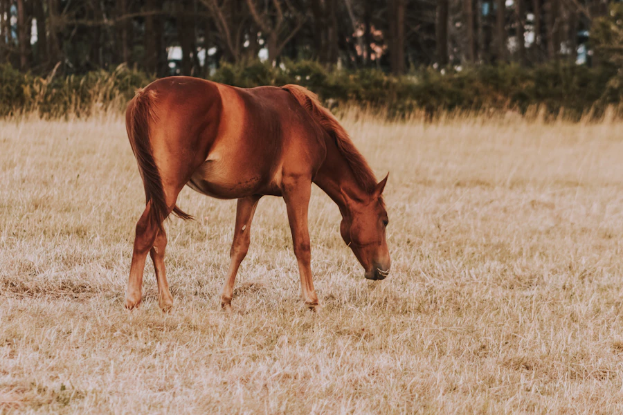 Horse Country