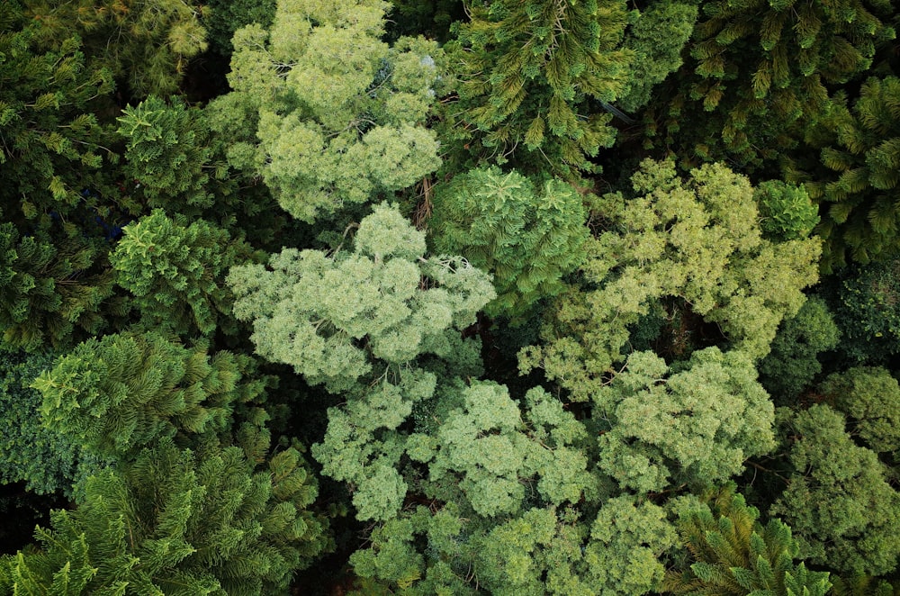 aerial photography of forest