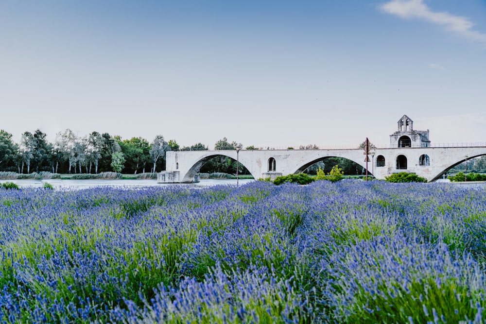 blue flower field under blue sky