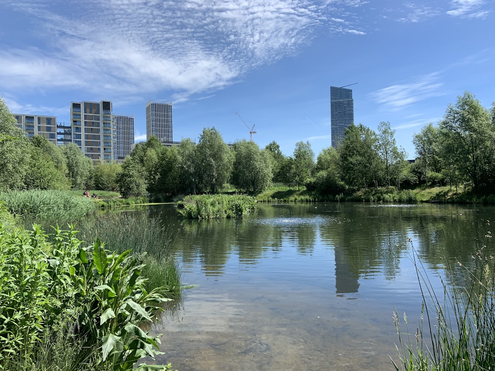 body of water near trees