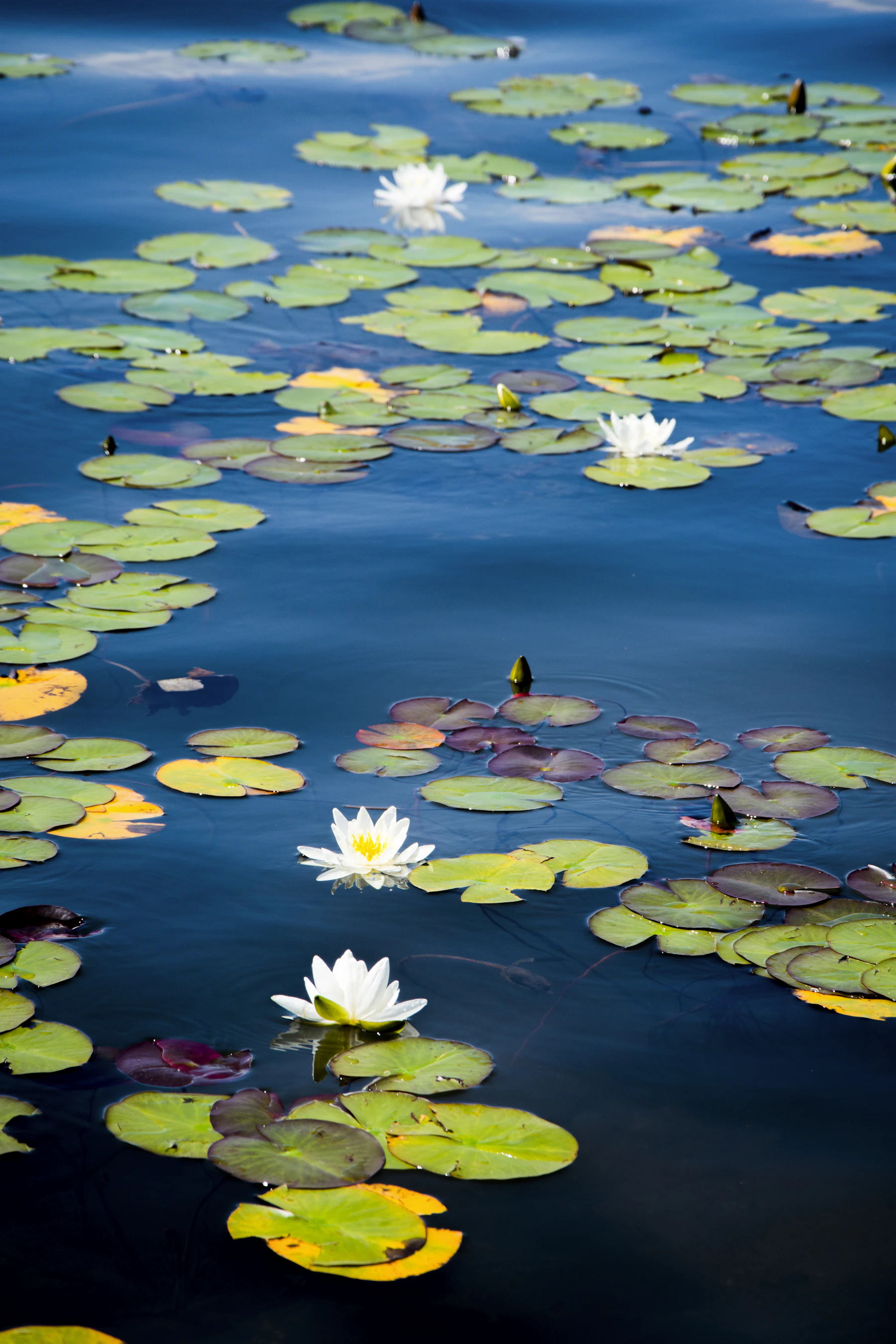 White water lilies in flower among scattered pads on deep blue water