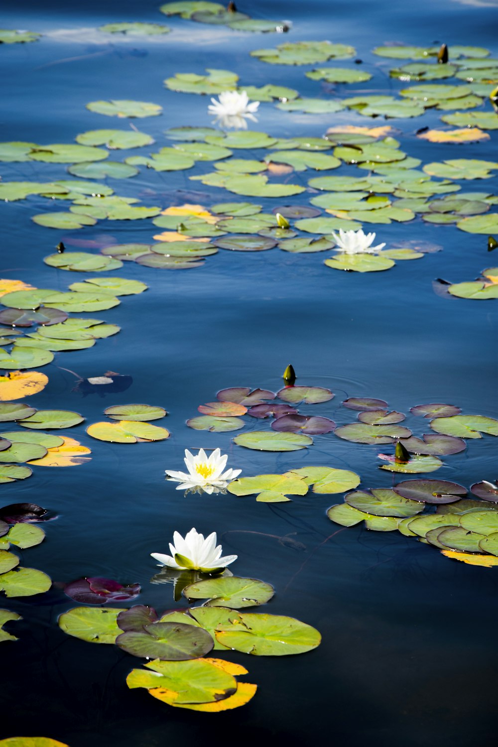green lily pads on water