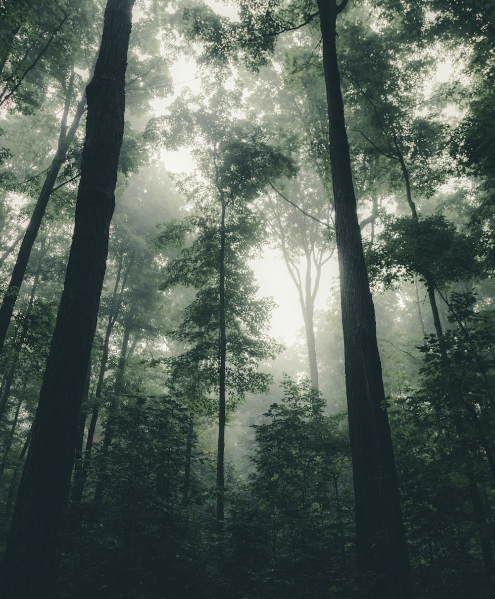 alberi a foglia verde