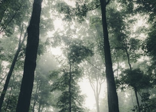 green-leafed trees