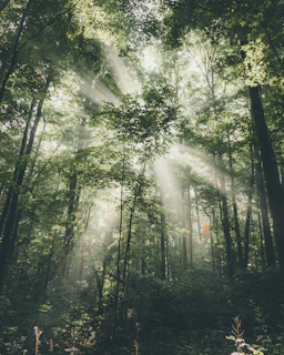 light piercing through trees