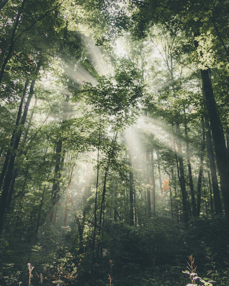 light piercing through trees